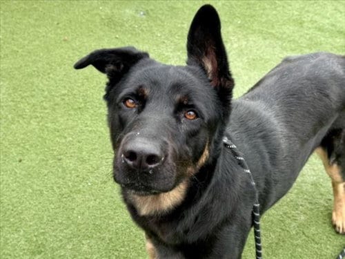 Photo of Muka, adoptable German Shepherd Dog in Los Angeles, California