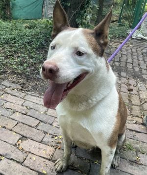 Photo of Cochise, adoptable Husky in Savannah, Missouri