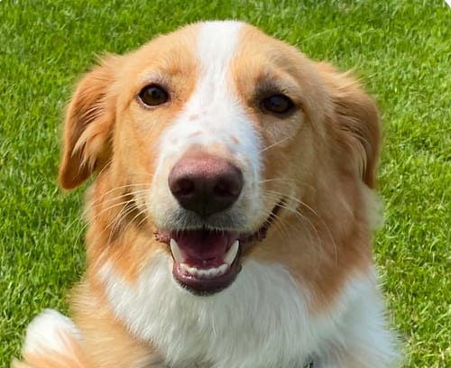 Photo of Roha, adoptable Collie in San Ramon, California
