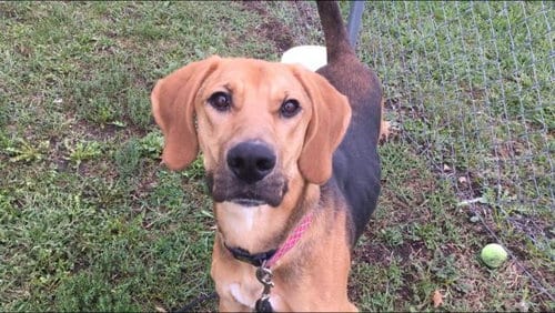 Photo of Dusty, adoptable Treeing Walker Coonhound in Lawrence, Kansas