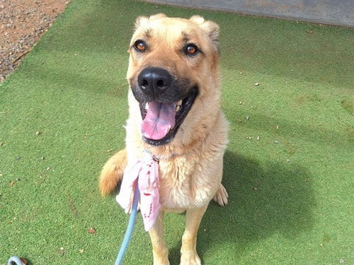 Photo of Enzo, adoptable German Shepherd Dog in Phoenix, Arizona
