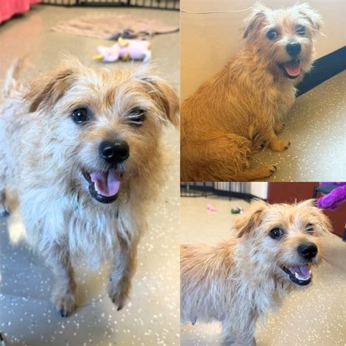 Photo of Lil Baby, adoptable Cairn Terrier in Fort Wayne, Indiana