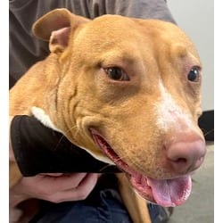Photo of Drum Eatenton, adoptable Mixed Breed (Medium) in Georgetown, Delaware