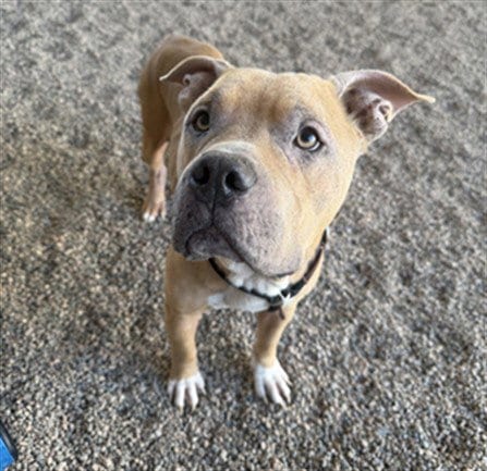 Photo of Crouton, adoptable American Pit Bull Terrier in Mesa, Arizona