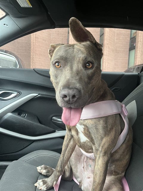 Photo of Brindy, adoptable American Pit Bull Terrier in Albuquerque, New Mexico