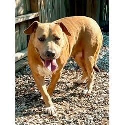 Photo of Star, adoptable American Bulldog in Port St. Joe, Florida