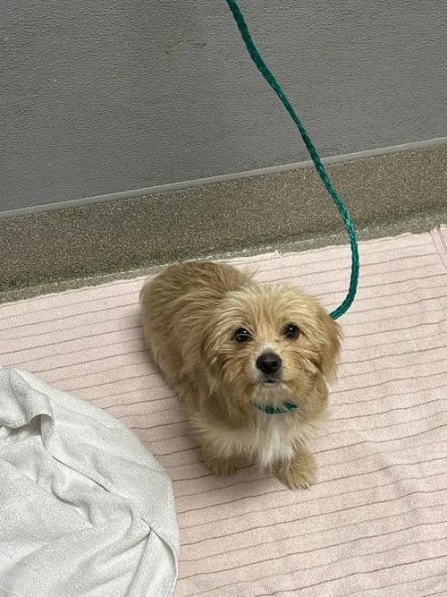 Photo of Velma, adoptable Terrier in Las Vegas, Nevada