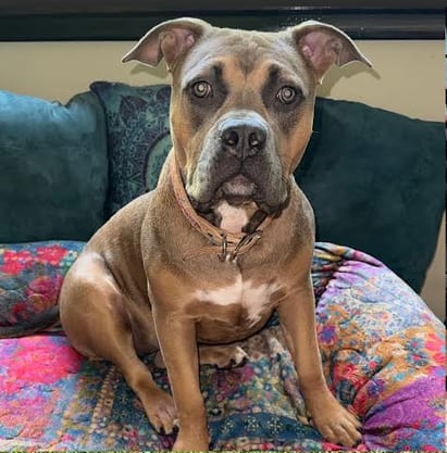 Photo of Truffles, adoptable Unknown breed / mixed in Candler, North Carolina