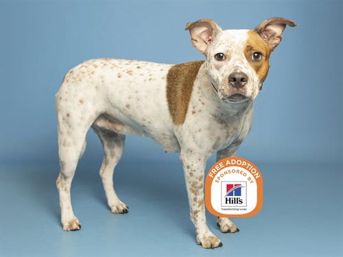Photo of Zoe, adoptable Australian Cattle Dog/Blue Heeler in Phoenix, Arizona
