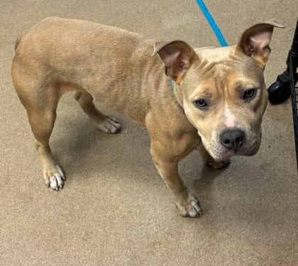 Photo of Idonia, adoptable dog in Chamblee, Georgia