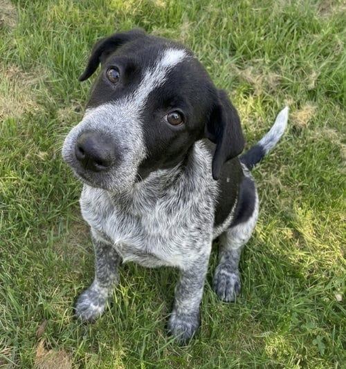 Photo of Auggie, adoptable German Shorthaired Pointer in Grovertown, Indiana