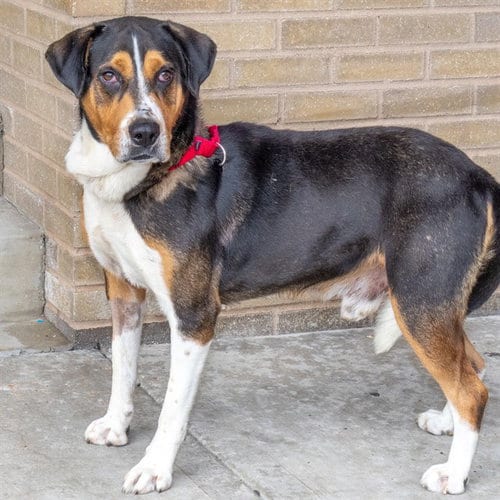 Photo of Dante, adoptable Black and Tan Coonhound in St Louis, Missouri