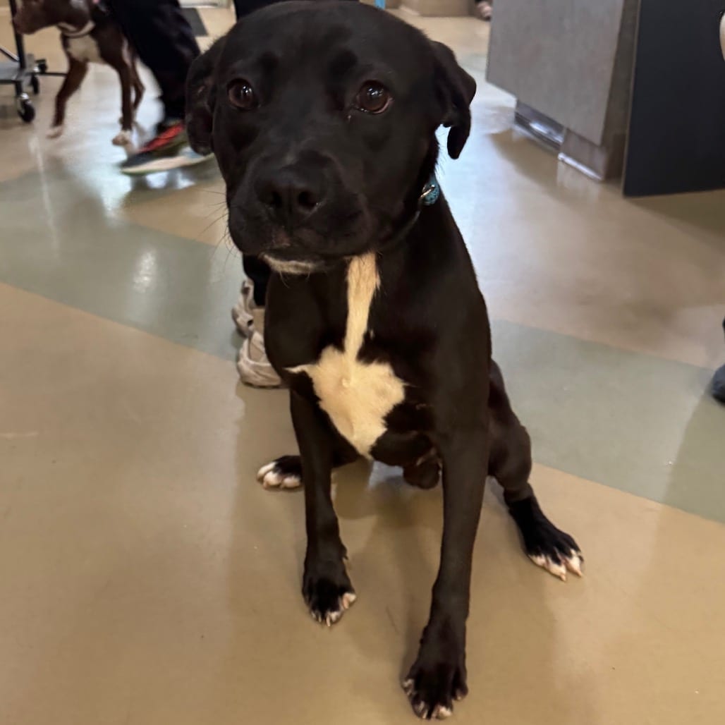 Photo of Bruno, adoptable Mixed Breed (Medium) in Winston-Salem, North Carolina