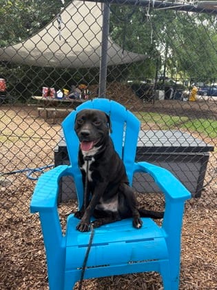 Photo of Ezekial, adoptable dog in Chamblee, Georgia