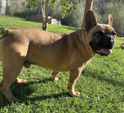 Photo of Suavacito, adoptable French Bulldog in San Bernardino, California