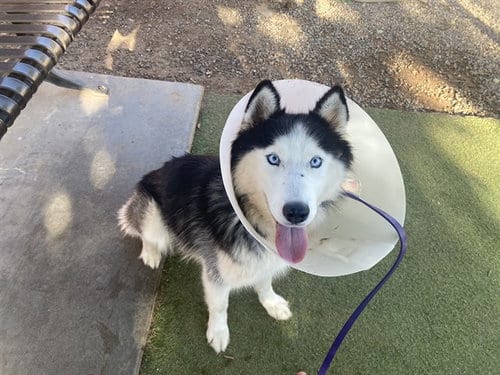 Photo of Wisteria, adoptable Siberian Husky in Phoenix, Arizona