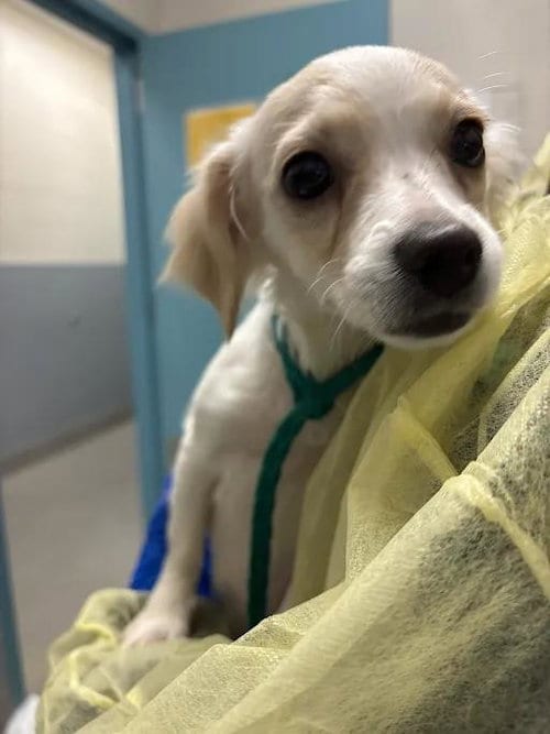 Photo of Precious, adoptable Chihuahua in Las Vegas, Nevada