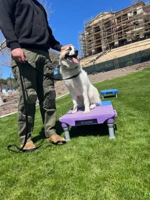 Photo of Izzy, adoptable Anatolian Shepherd in Dana Point, California