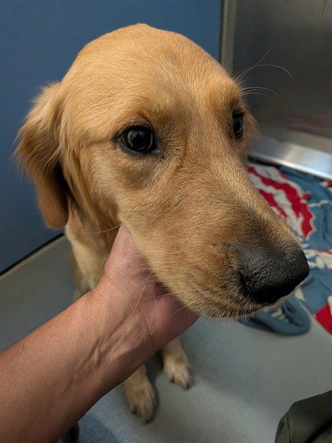 Photo of Tater, adoptable Golden Retriever in South Lake Tahoe, California