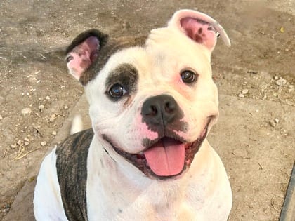Photo of TJ Maxx, adoptable dog in Georgetown, Texas