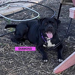 Photo of Diamond, adoptable Labrador Retriever Mastiff in EAST FALMOUTH, Massachusetts