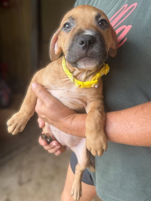 Photo of Breeze, adoptable Unknown breed (short coat) in Jackson, Mississippi