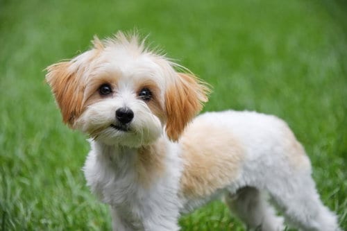 Photo of Basilio, adoptable Yorkshire Terrier Yorkie in Sandy, Utah