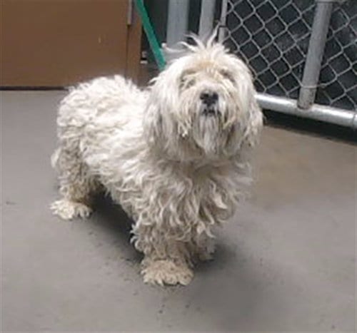 Photo of Jimbo, adoptable Poodle (Miniature) in Phoenix, Arizona