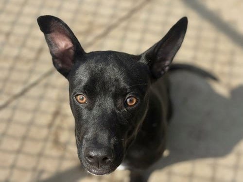 Photo of Kodak, adoptable Staffordshire Bull Terrier in Tulsa, Oklahoma