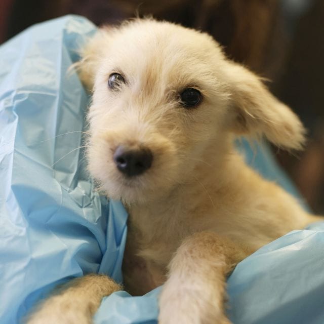 Photo of Cyrus, adoptable dog in San Antonio, Texas
