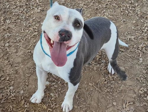 Photo of Luna, adoptable American Pit Bull Terrier in Albuquerque, New Mexico