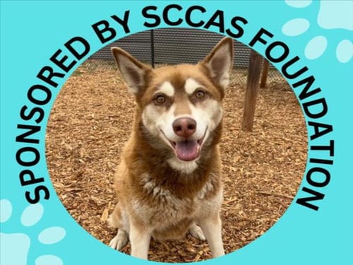 Photo of Luna, adoptable Siberian Husky in Santa Cruz, California