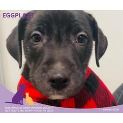 Photo of Raffy, adoptable American Pit Bull Terrier Labrador Retriever in Eighty Four, Pennsylvania