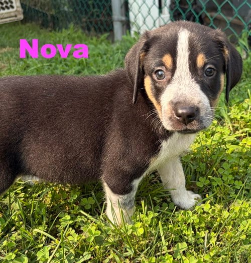 Photo of Nova, adoptable Australian Shepherd in Parker Ford, Pennsylvania