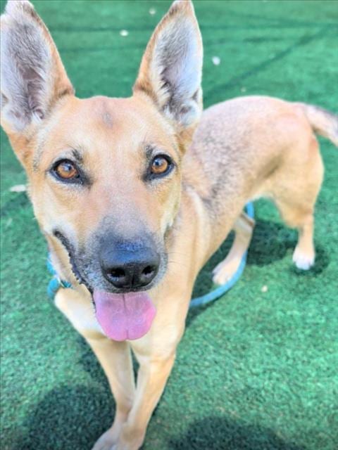 Photo of Boa, adoptable Belgian Shepherd Malinois in Los Angeles, California