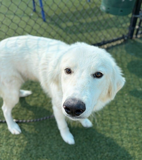 Photo of Muffin, adoptable Mixed Breed
