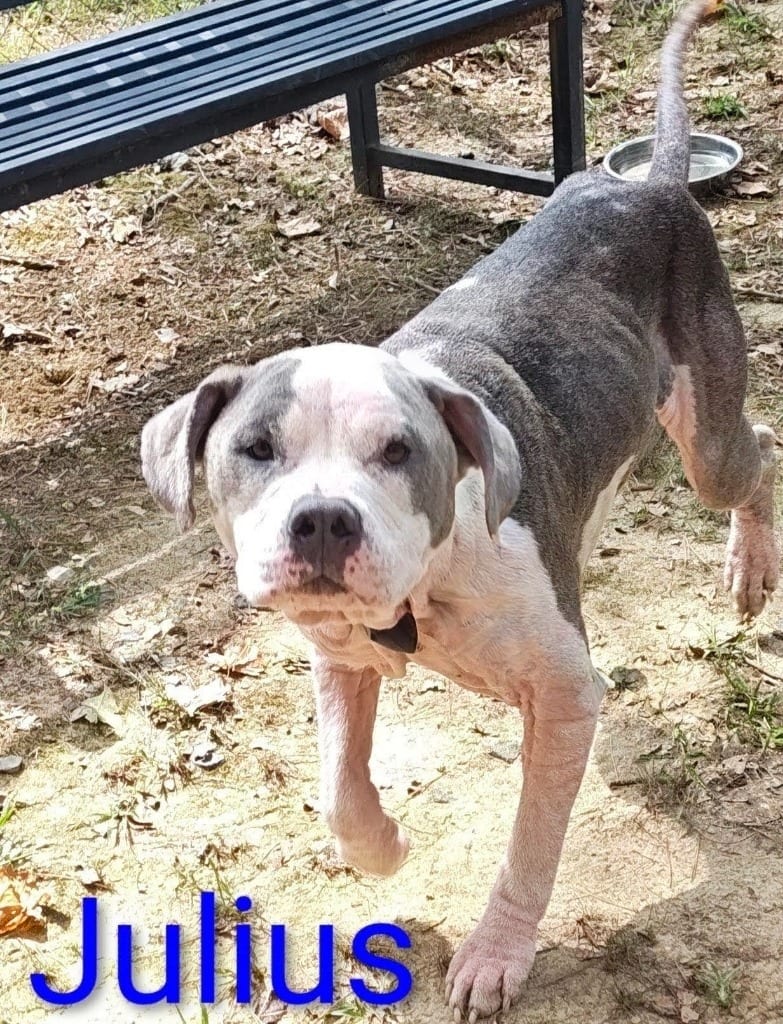 Photo of Julius, adoptable Pit Bull Terrier in Mena, Arkansas