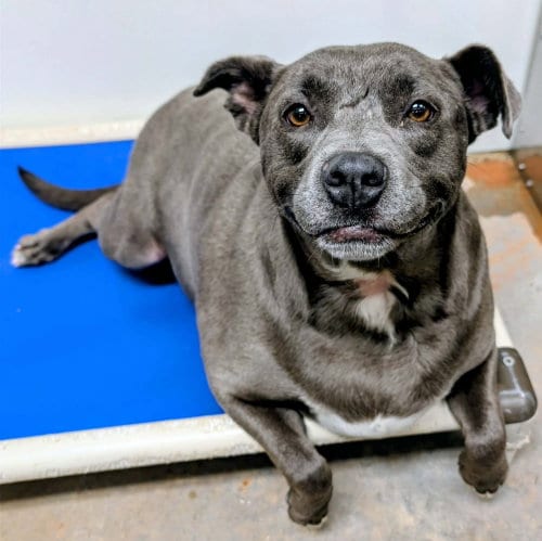 Photo of Karma, adoptable Staffordshire Bull Terrier in Bolivar, Missouri