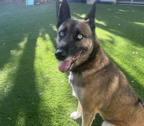 Photo of Pepper, adoptable Belgian Shepherd Malinois in Los Angeles, California