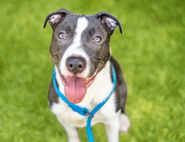 Photo of Cabo, adoptable Pit Bull Terrier in San José, California