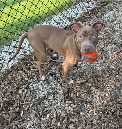 Photo of Yesbubble, adoptable dog in Chamblee, Georgia