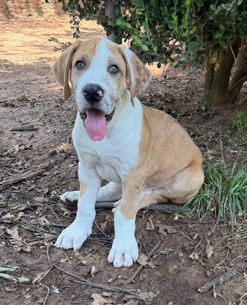Photo of Burrito, adoptable Great Dane in OKLAHOMA CITY, Oklahoma