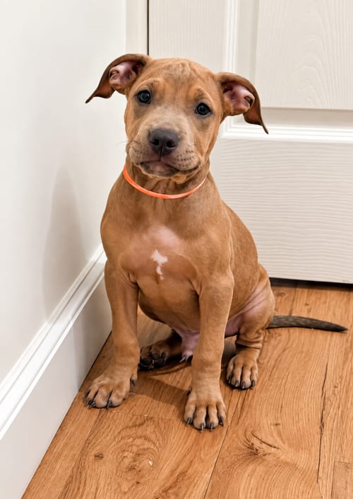Photo of Rocky, adoptable Pit Bull Terrier in Nashville, Tennessee