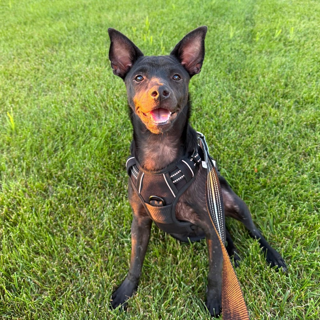 Photo of Polo, adoptable Mixed Breed (Medium) in Wheeling, Illinois