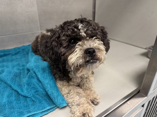 Photo of Oreo, adoptable Shih Tzu in Garland, Texas