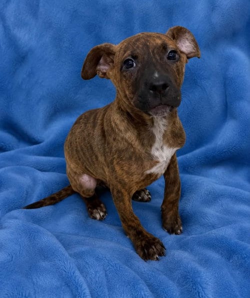 Photo of Chip, adoptable Black Mouth Cur in Shillington, Pennsylvania