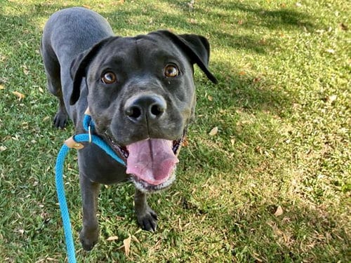 Photo of Midnight, adoptable Cane Corso Mastiff in Albuquerque, New Mexico