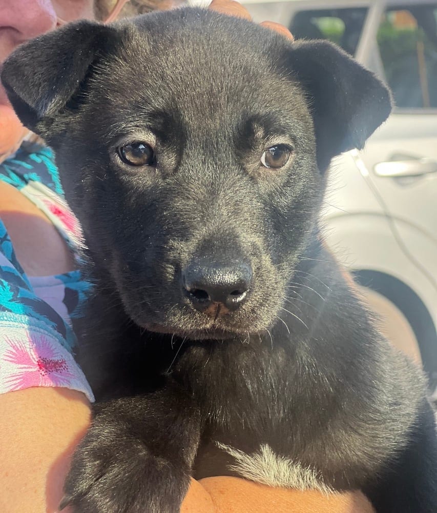 Photo of Marlow, adoptable Labrador Retriever in Dana Point, California