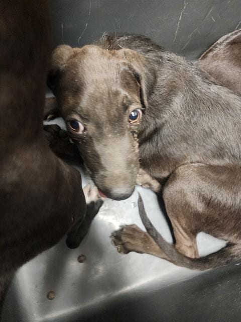 Photo of Frida, adoptable Labrador Retriever in Bakersfield, California