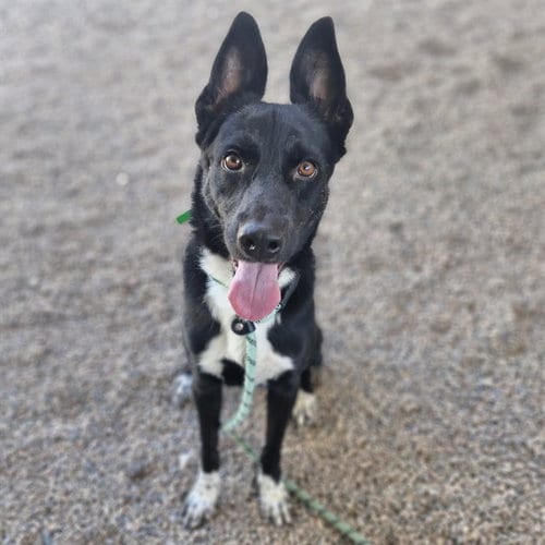 Photo of Hot Rod, adoptable Border Collie in Mesa, Arizona